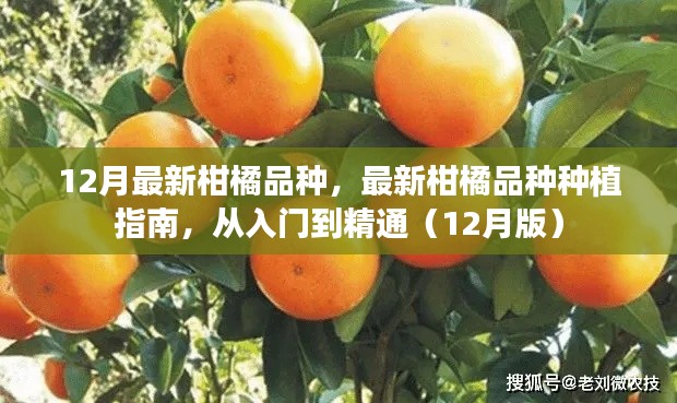 关于我们 第230页
